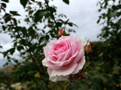 秋薔薇