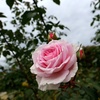 秋薔薇