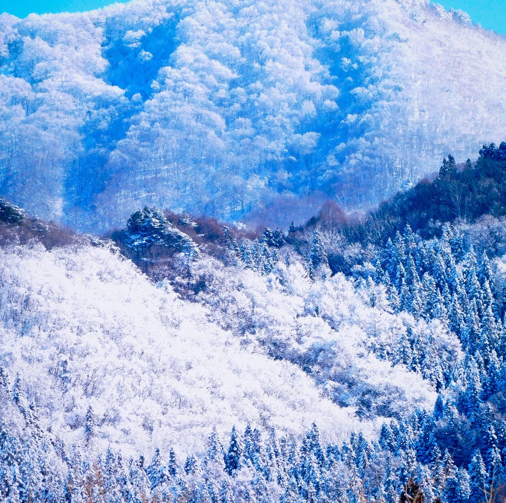 雪の花