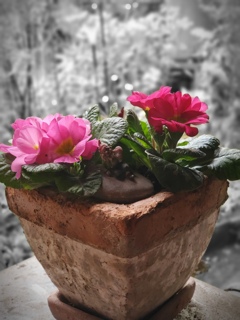 プリムラジュリアンⅡ