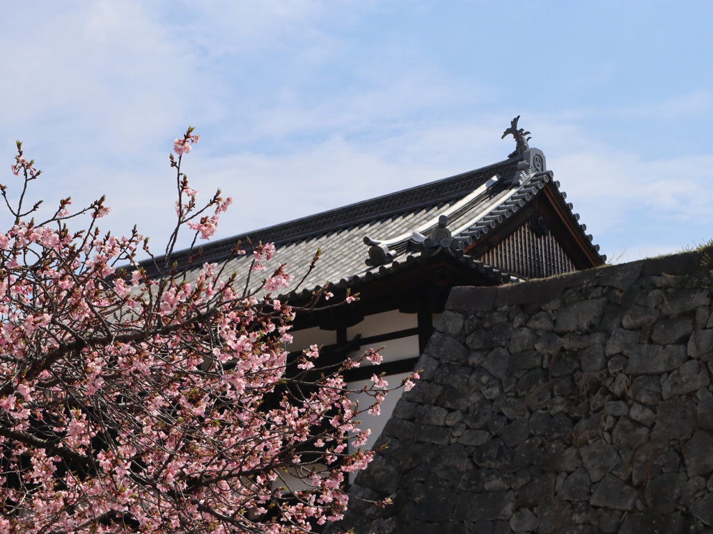 石垣と桜