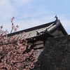 石垣と桜