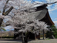 桜とカタクリのお寺