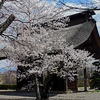桜とカタクリのお寺