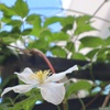 庭に居ます