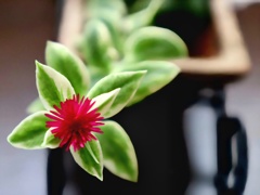 ハナツルソウ　花蔓草