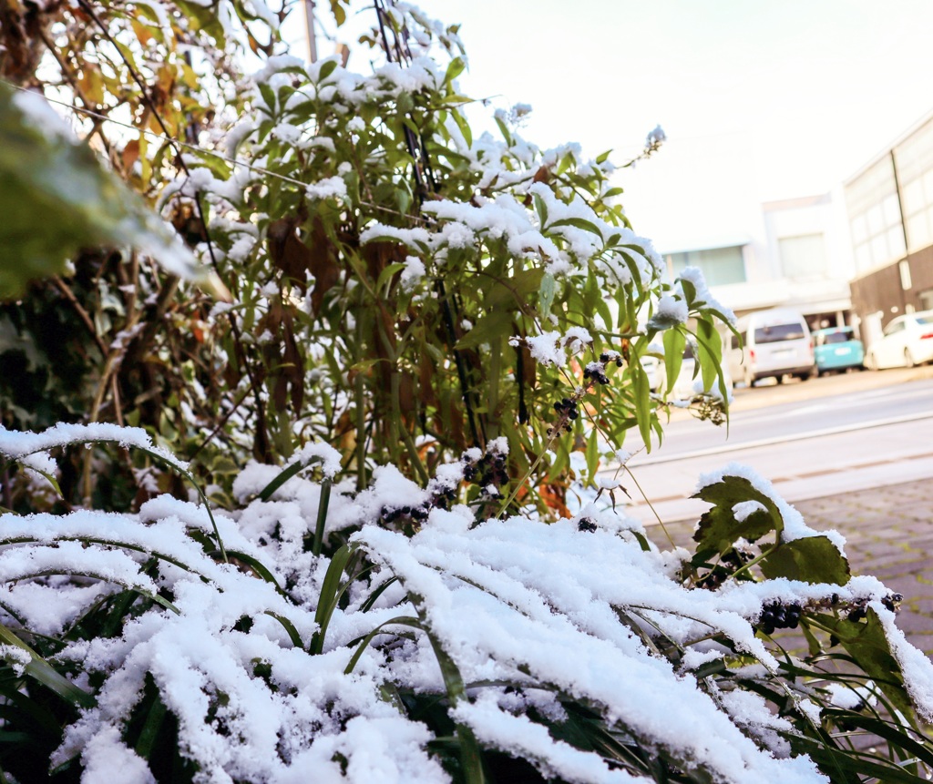 ２回目の雪