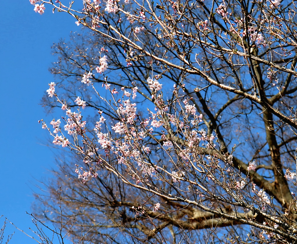 彼岸桜