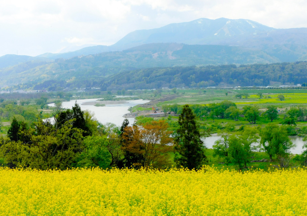 飯山菜の花公園