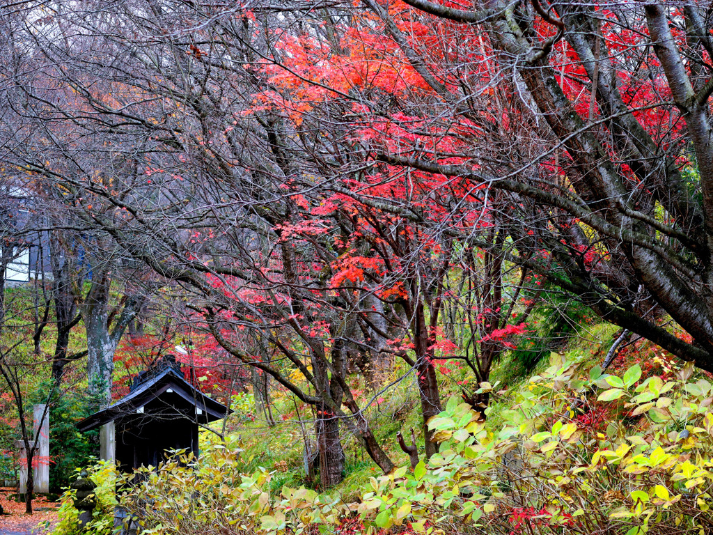 山寺紅葉