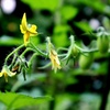 開花