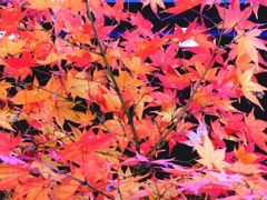秋を愛でる