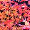 秋を愛でる