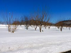 雪の果樹園