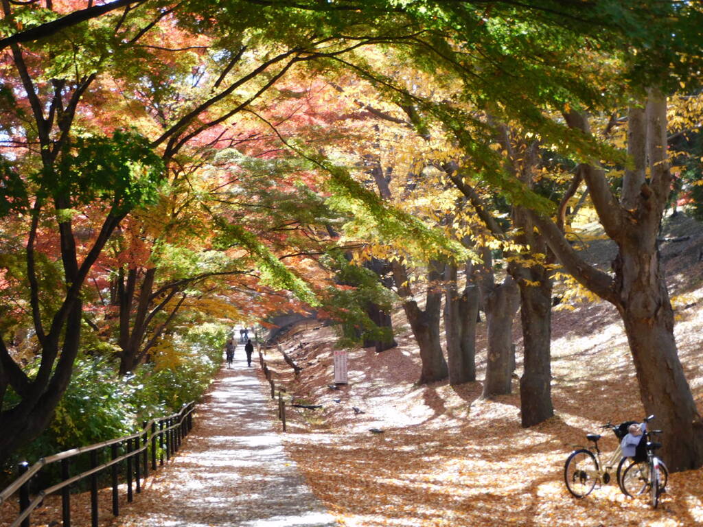 上田城跡公園けやき並木遊歩道