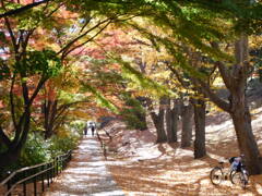 上田城跡公園けやき並木遊歩道