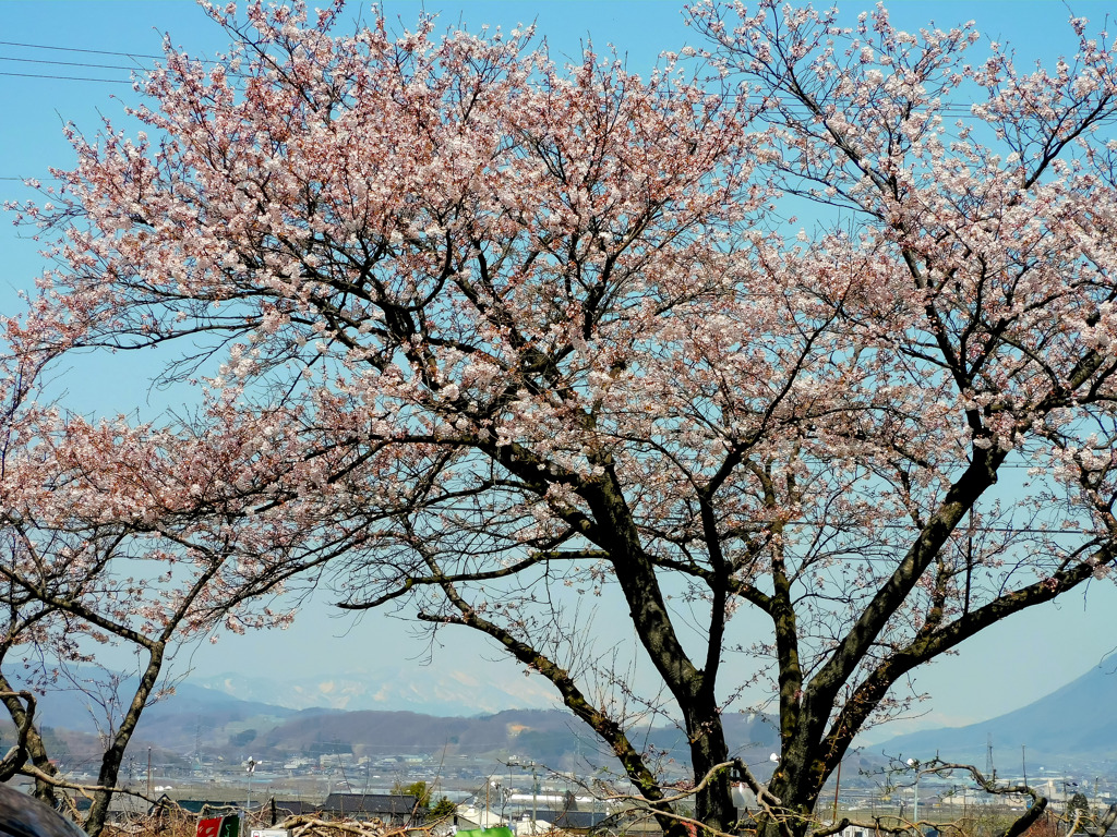 遥か