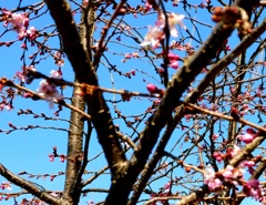 早咲きの新桜