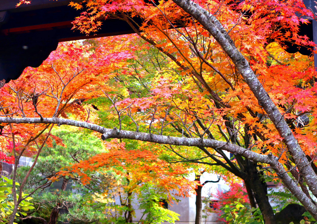 山寺の紅葉