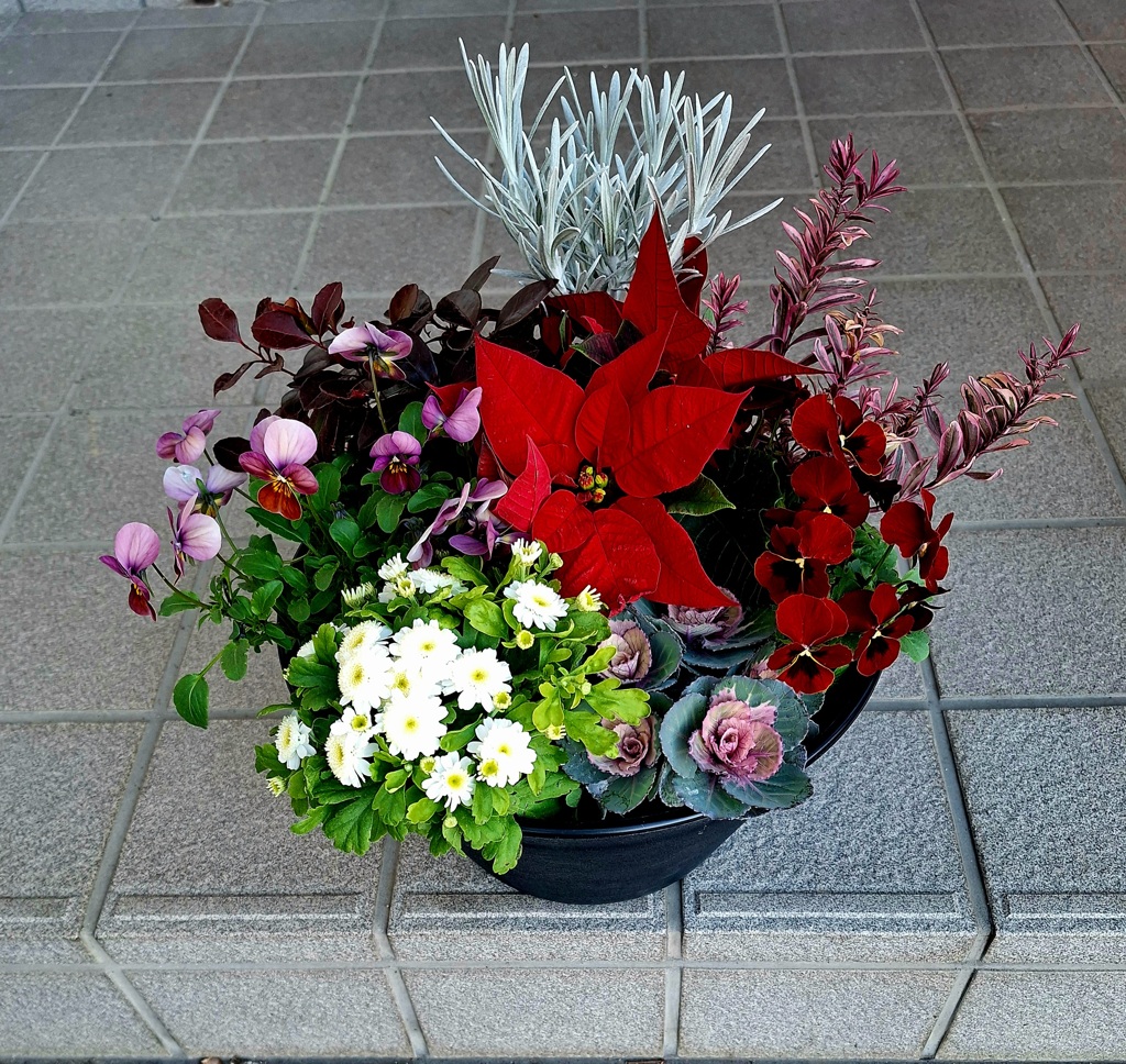 冬の寄せ植え