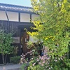 秋明菊に癒されて