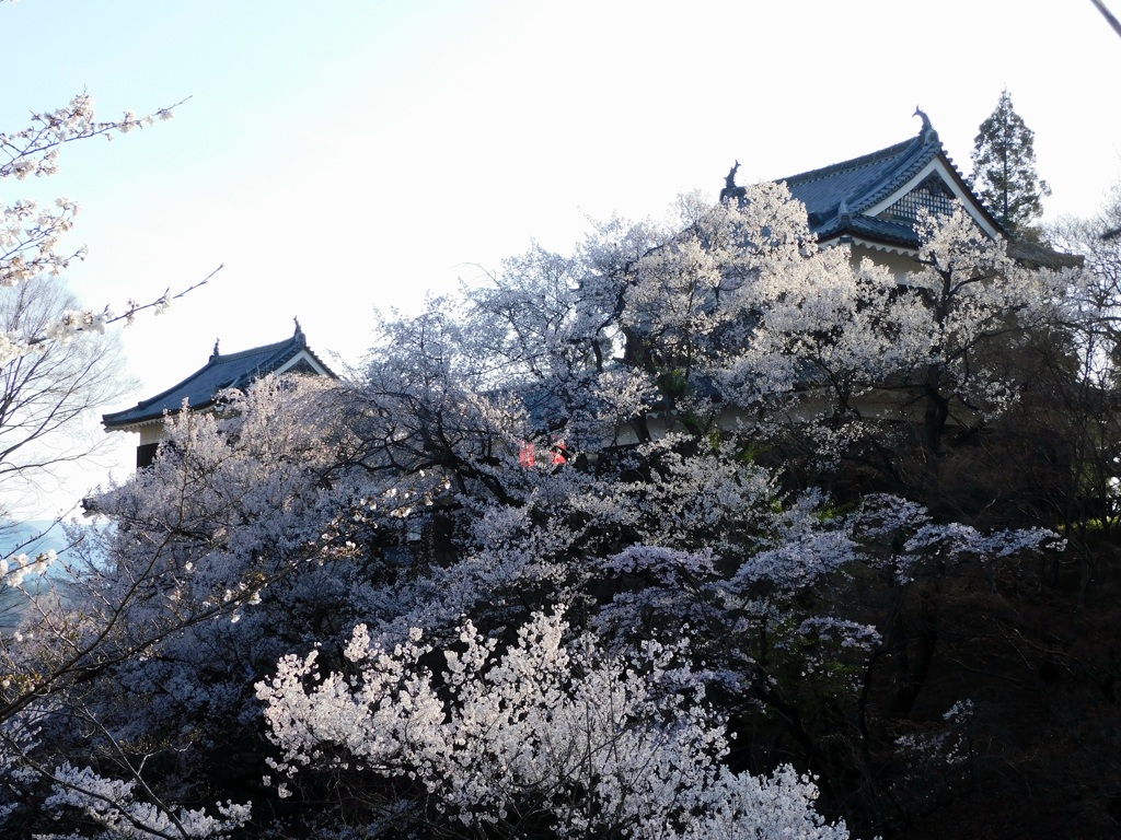 上田城千本桜まつり