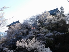 上田城千本桜まつり