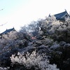 上田城千本桜まつり