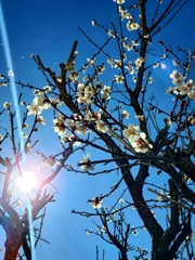 春は光から