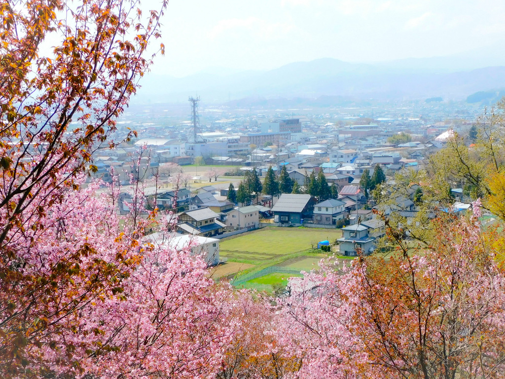 桜春景色