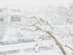 雪の日