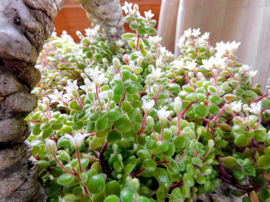 我家の多肉植物