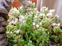 我家の多肉植物