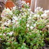 我家の多肉植物