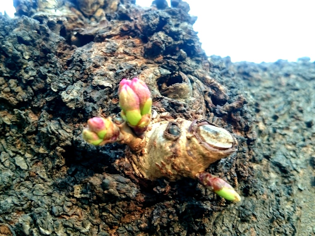 胴咲き桜