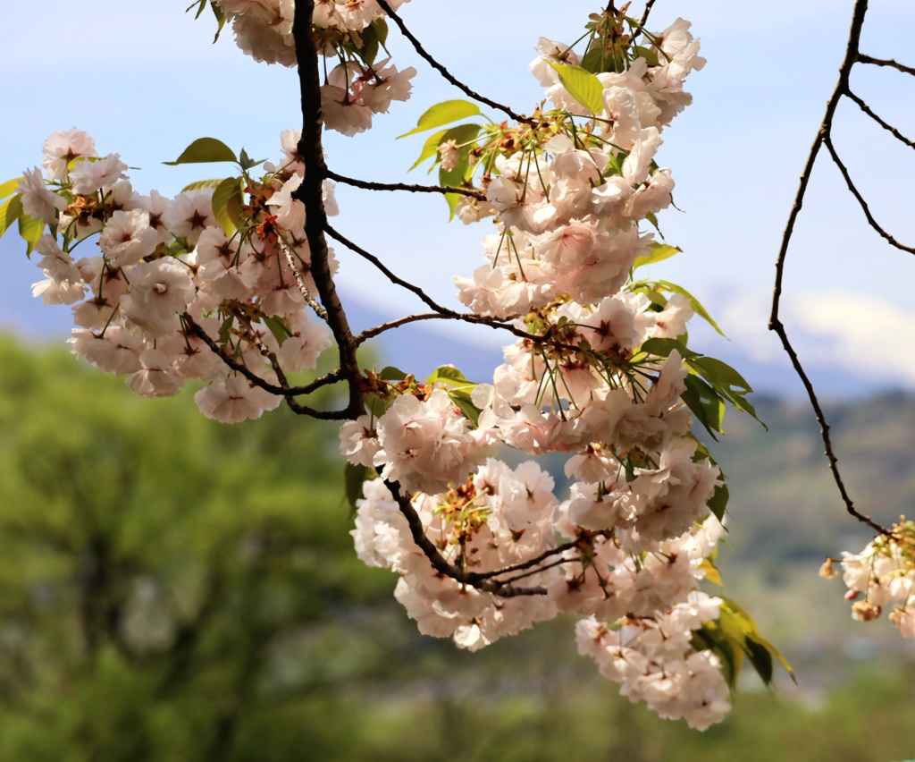 妙高山を背に