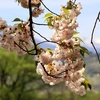 妙高山を背に