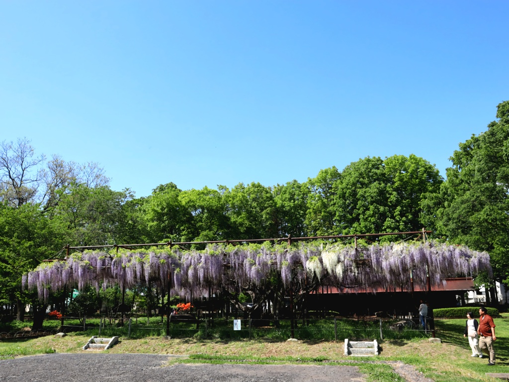 信濃国分寺跡史跡公園