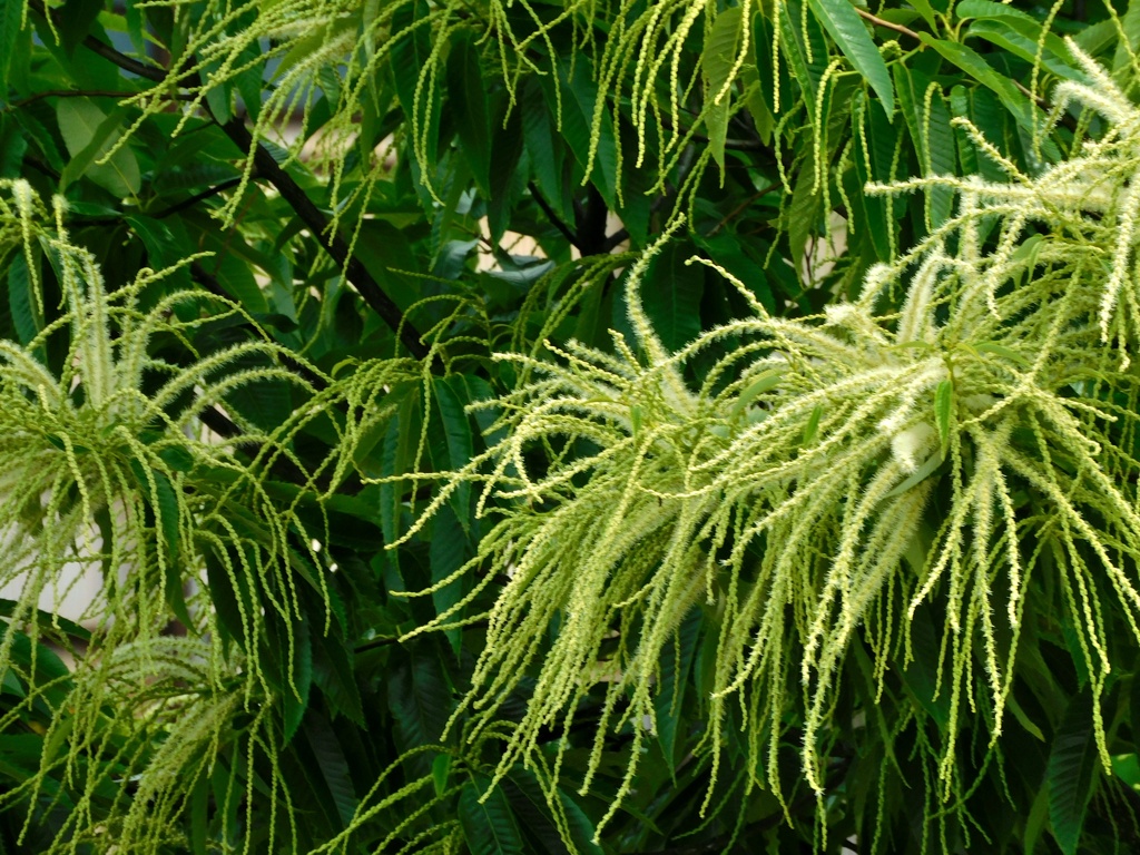 栗花落