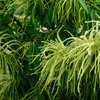 栗花落