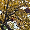 柘榴の木　紅葉