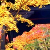 山寺の紅葉