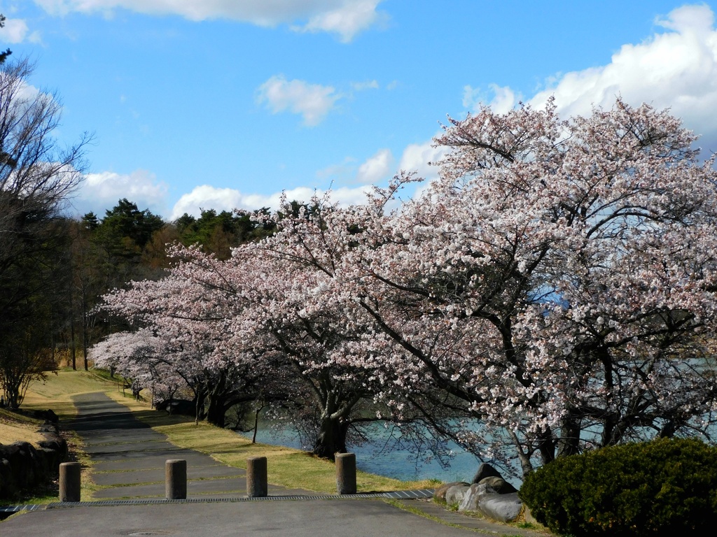 明神池春景