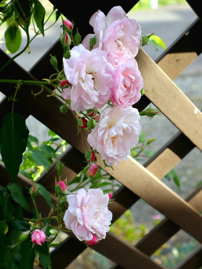 冬薔薇(ふゆそうび)