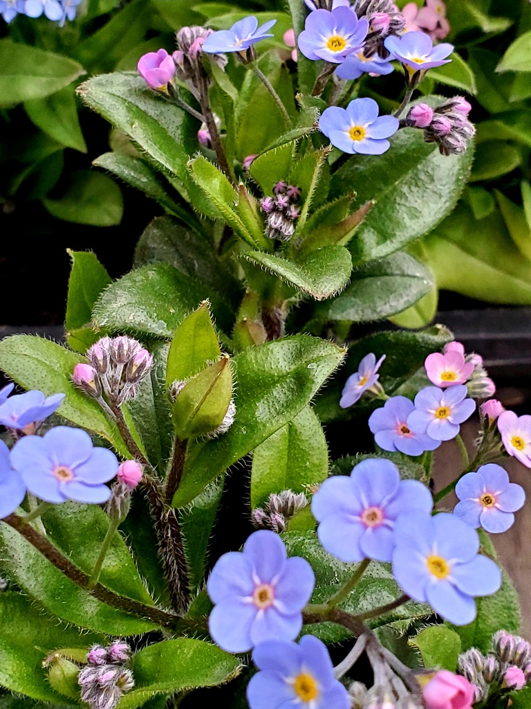 花の大きな忘れな草