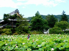 見頃をむかえました