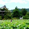 見頃をむかえました