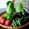夏野菜届く