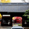 御近所の紅葉