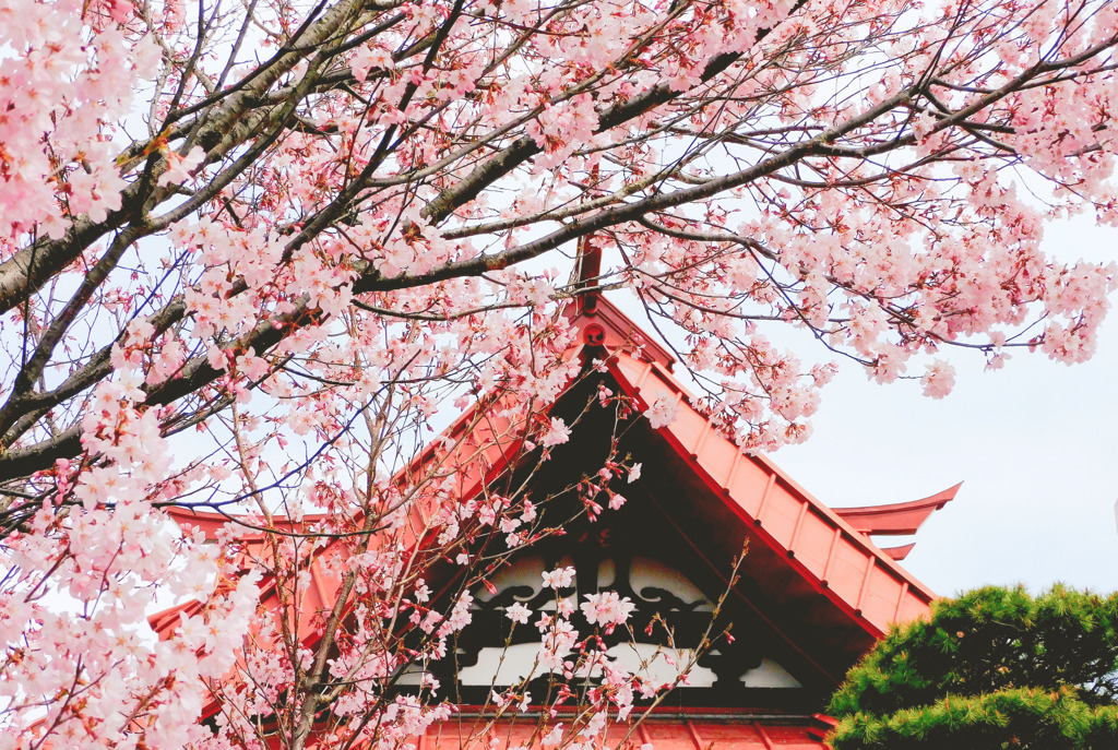 南照寺の桜